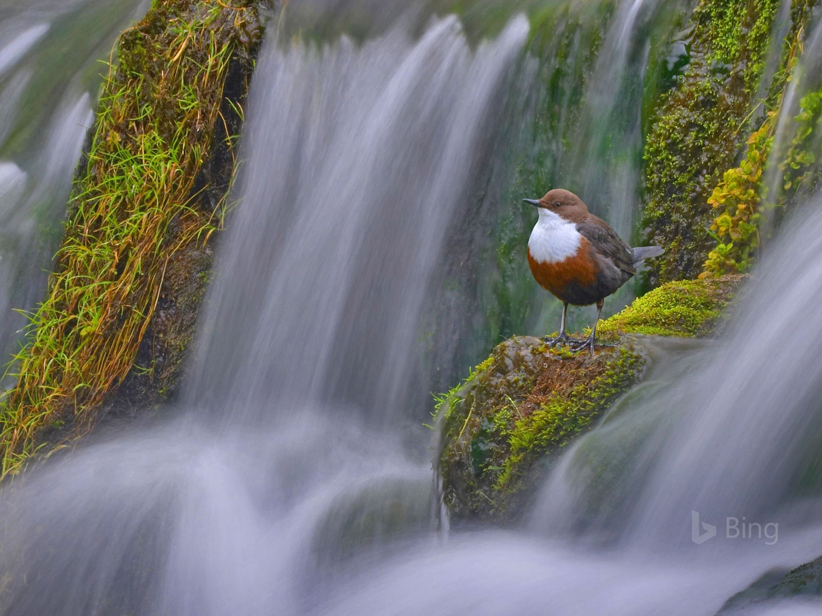 Mai 2017 Bing Thema der hochauflösenden Hintergrundbild #24 - 1600x1200