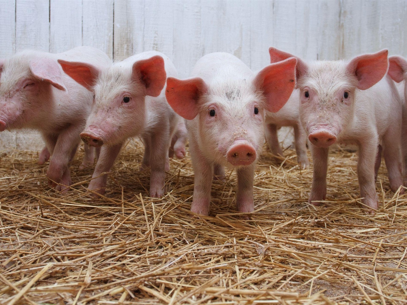 Pig Year about pigs HD wallpapers #5 - 1600x1200