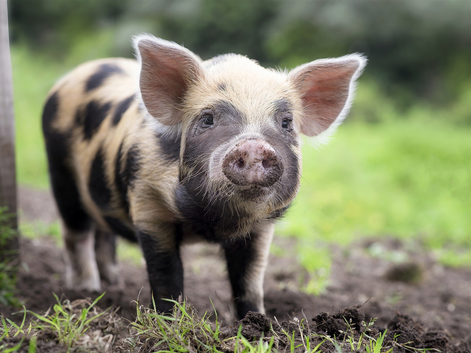 Pig Year about pigs HD wallpapers #8 - 1600x1200
