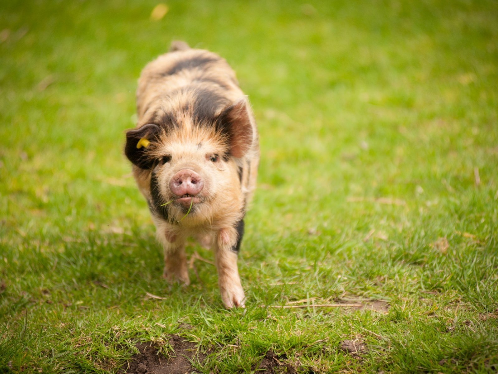 Schweinejahr über Schweine HD-Tapeten #12 - 1600x1200