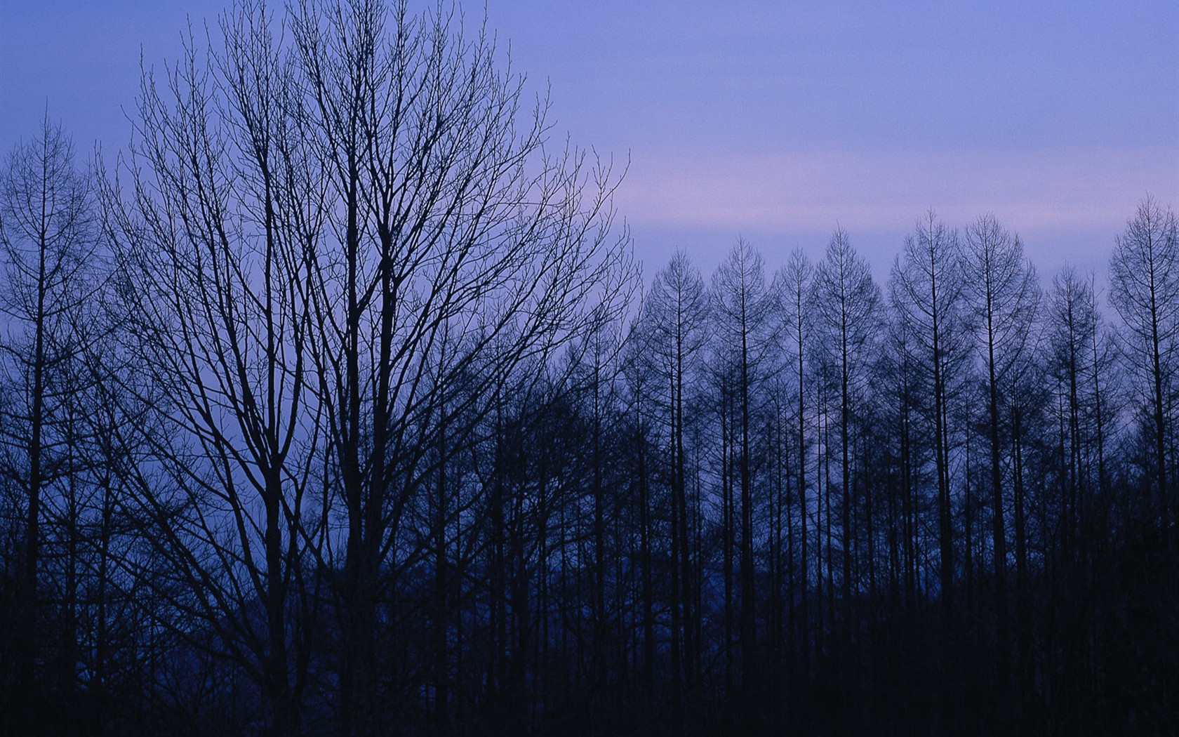 Snow forest wallpaper (1) #5 - 1680x1050