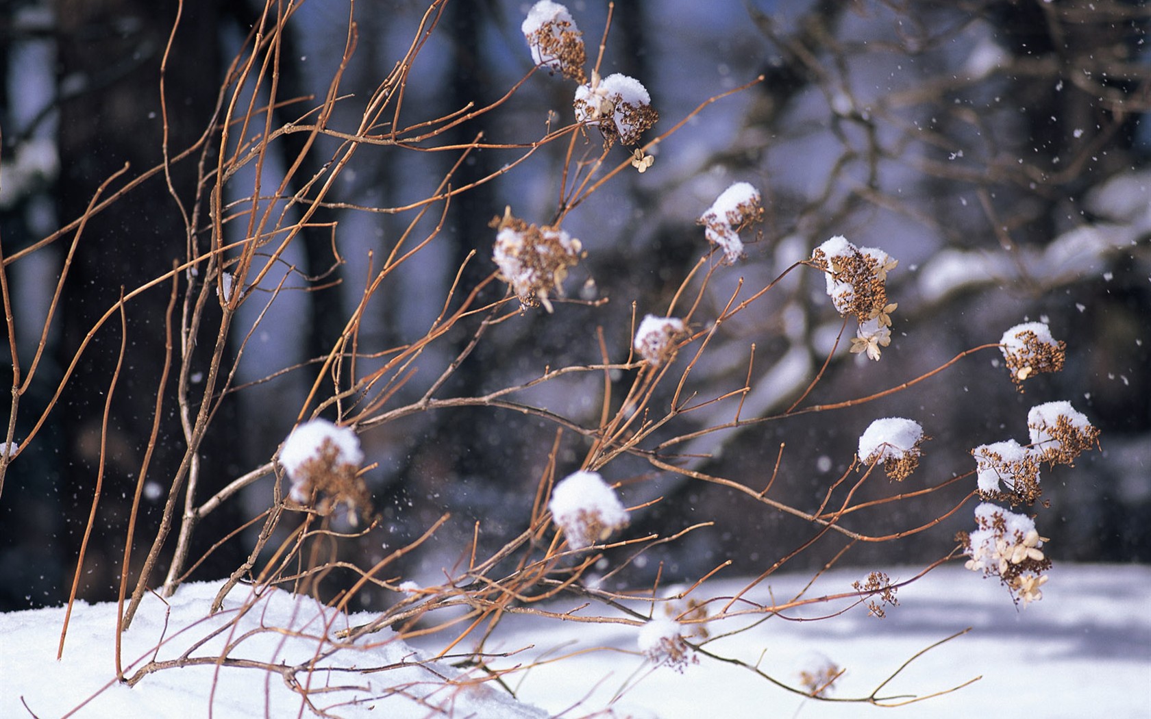 雪の林の壁紙(1) #12 - 1680x1050