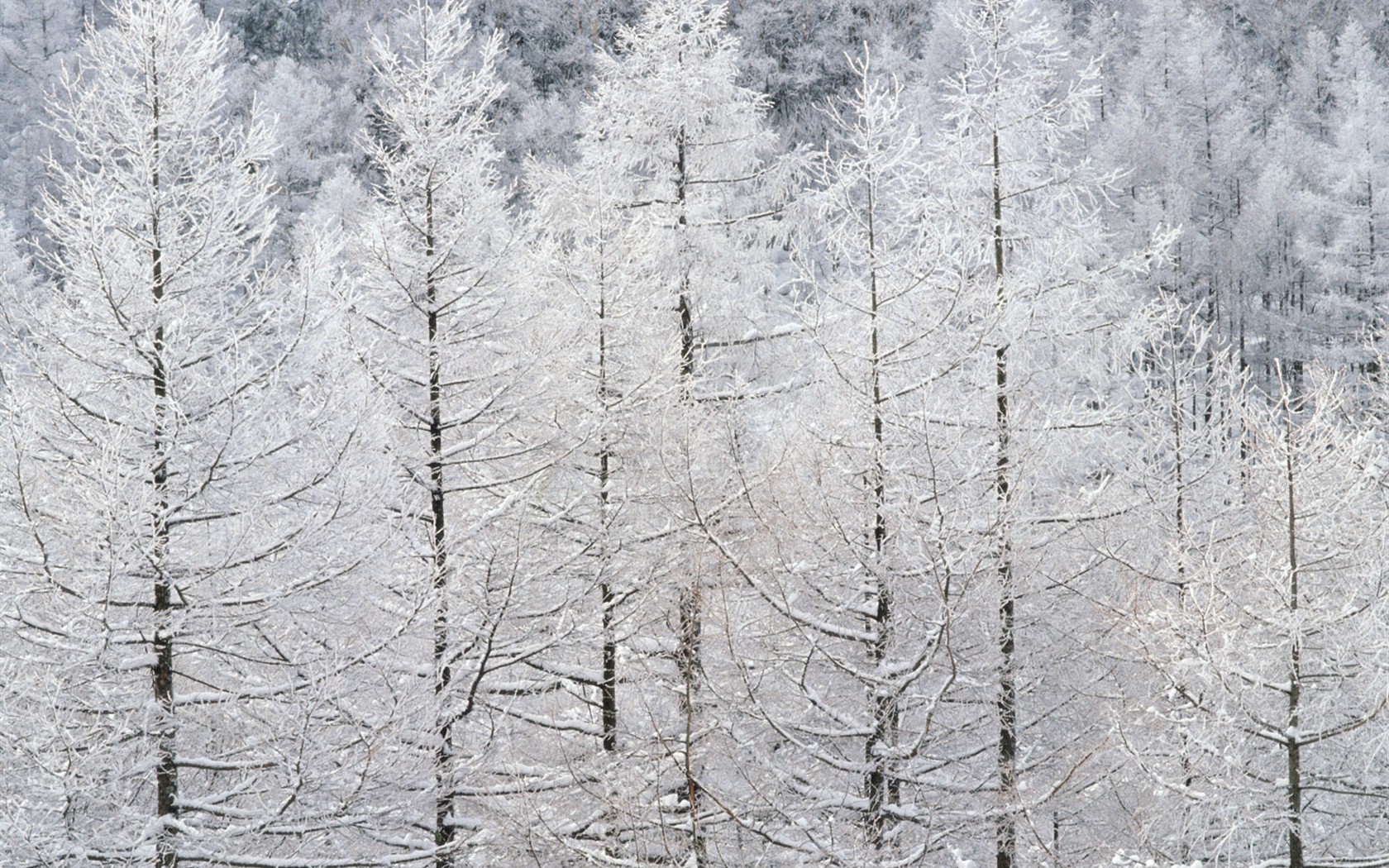 Nieve fondos de escritorio de los bosques (2) #19 - 1680x1050