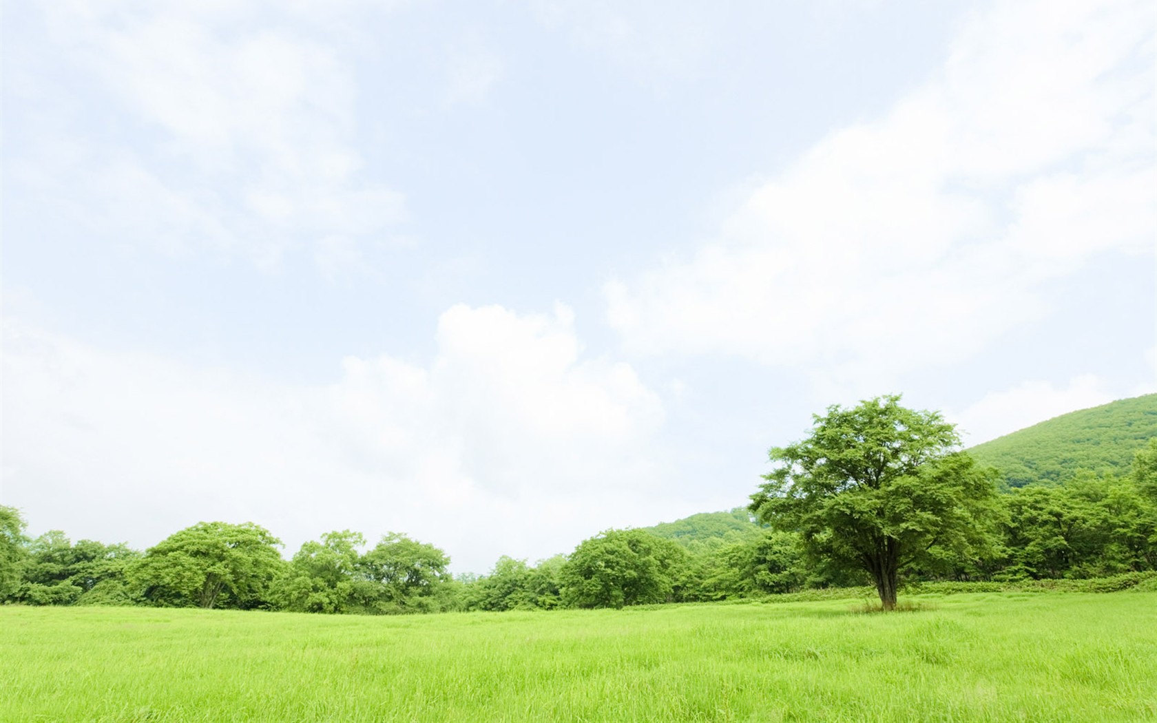 Green Grass wallpaper (1) #1 - 1680x1050