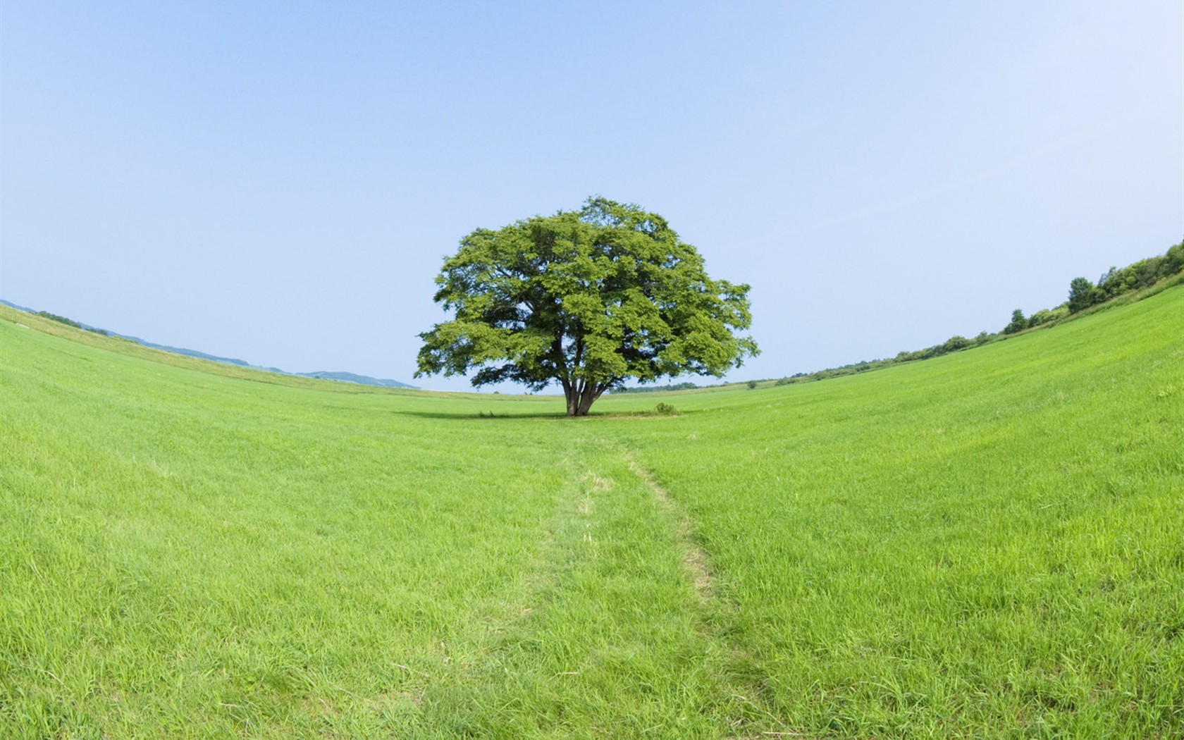 Green Grass wallpaper (1) #2 - 1680x1050