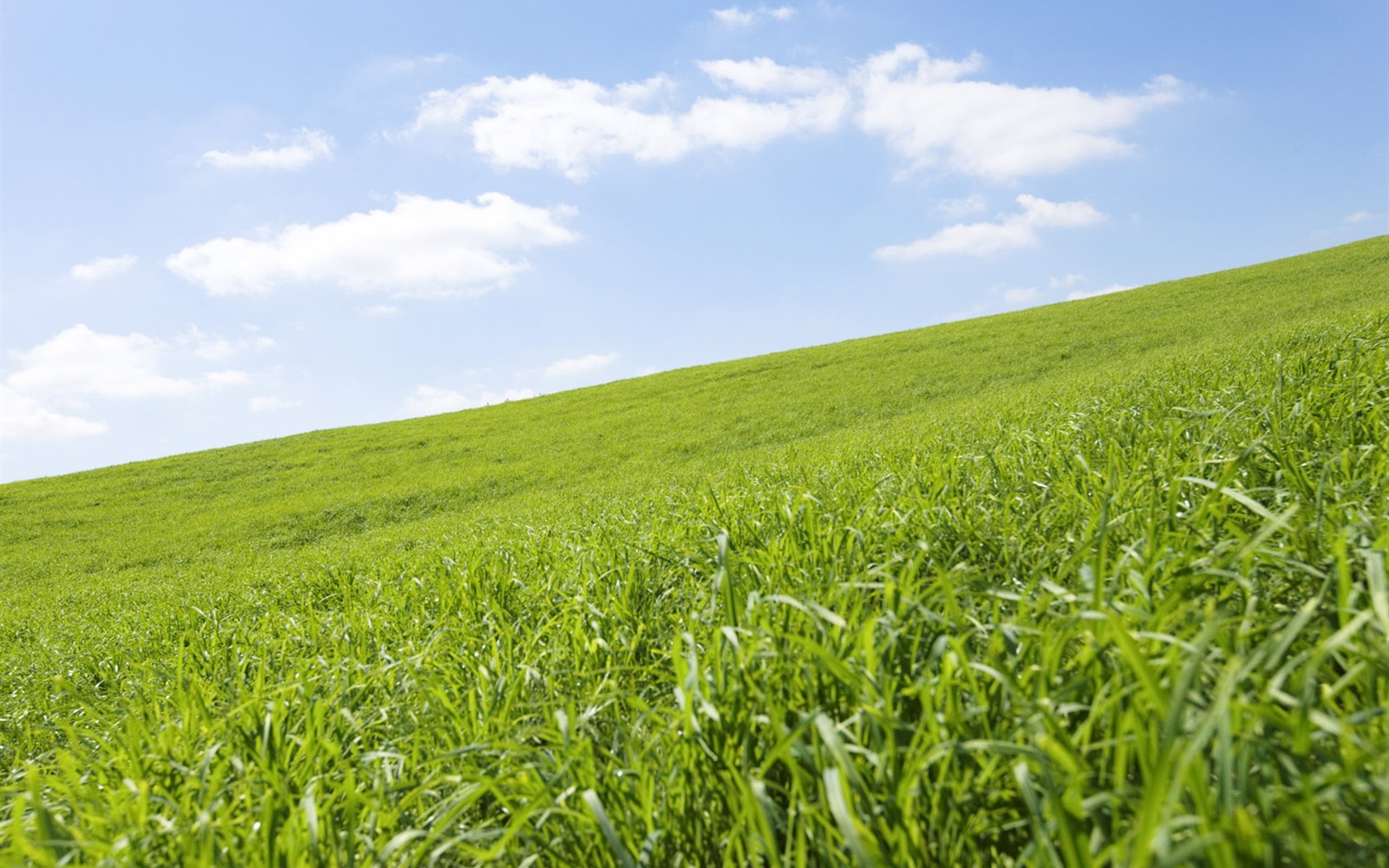 Green Grass wallpaper (1) #16 - 1680x1050