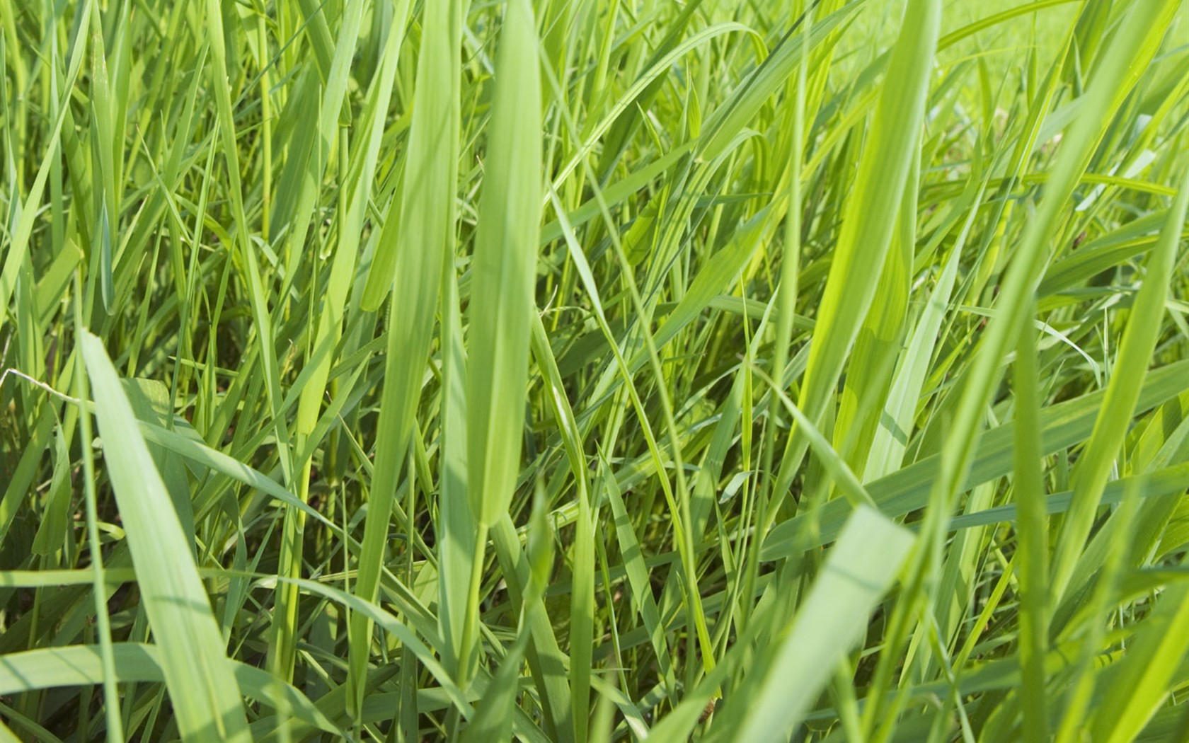 Green Grass wallpaper (2) #11 - 1680x1050