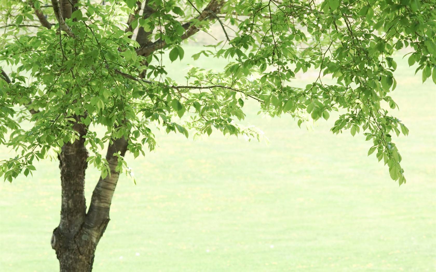Green Grass wallpaper (2) #19 - 1680x1050