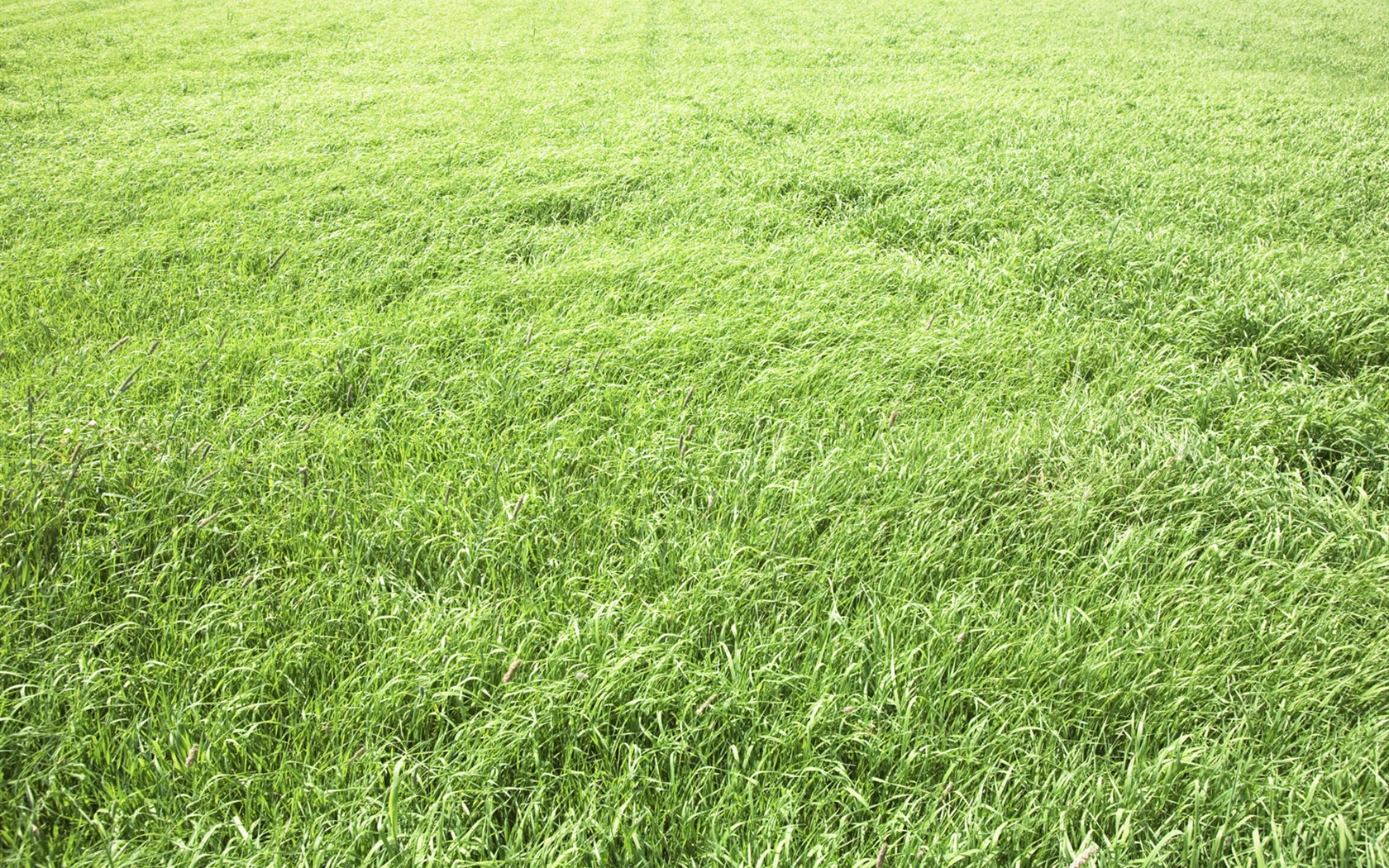 Green Grass Wallpaper (3) #20 - 1680x1050