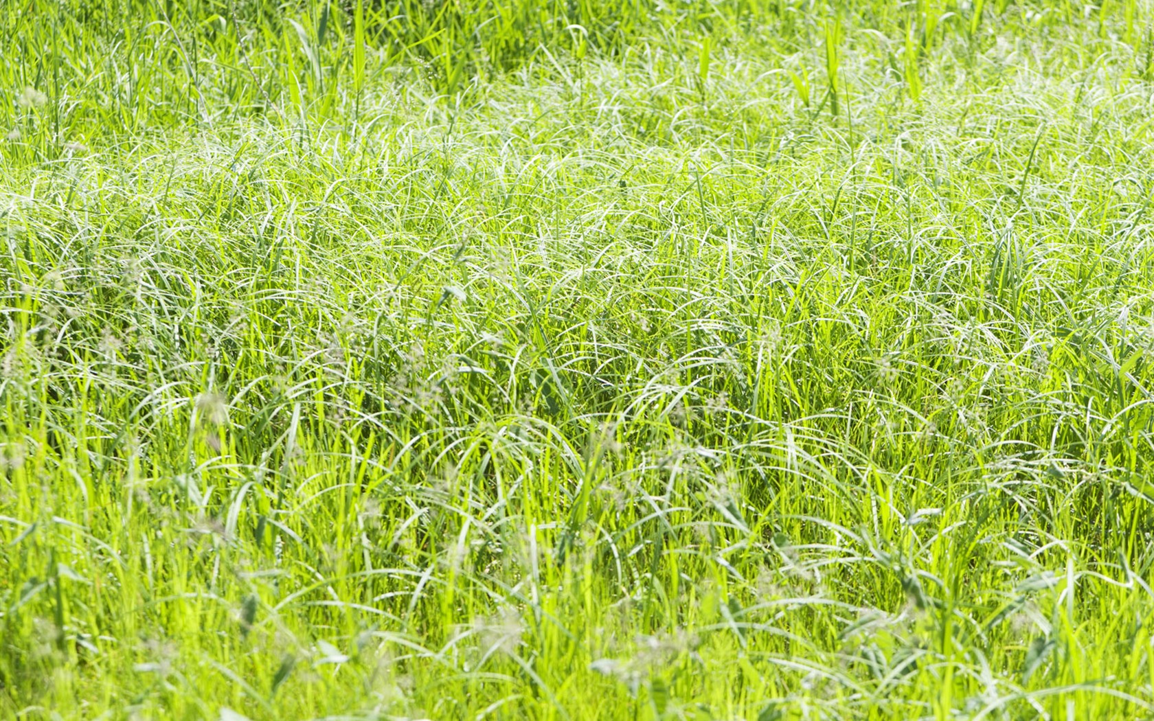 Green Grass wallpaper (4) #7 - 1680x1050