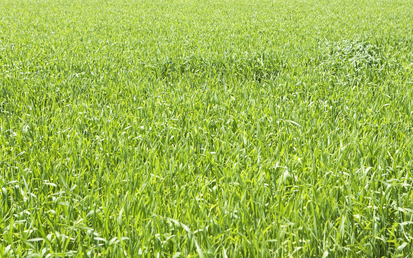 Green Grass wallpaper (4) #8 - 1680x1050