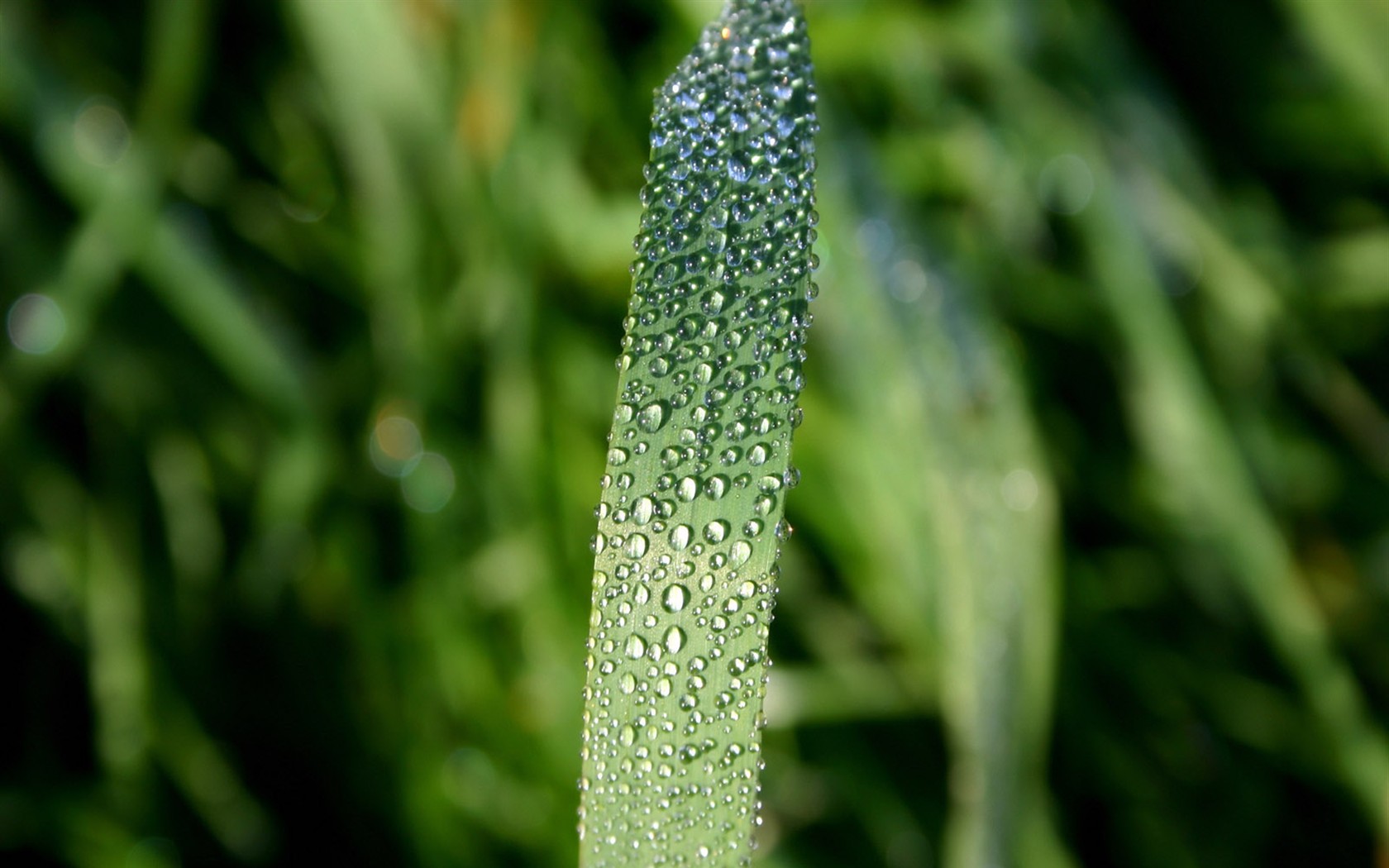 Vista Plant wallpaper (1) #7 - 1680x1050