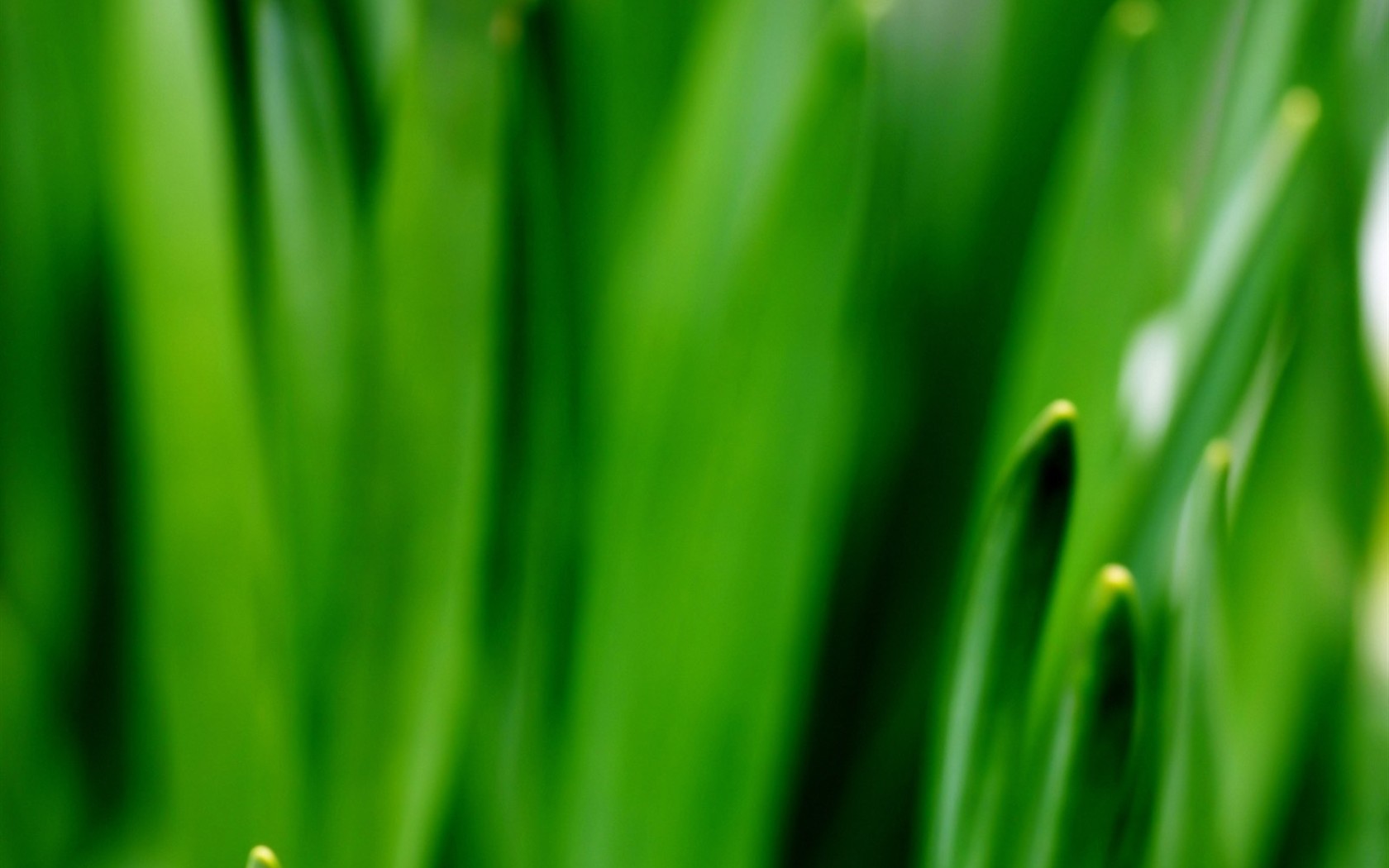 Vista Plant wallpaper (2) #17 - 1680x1050