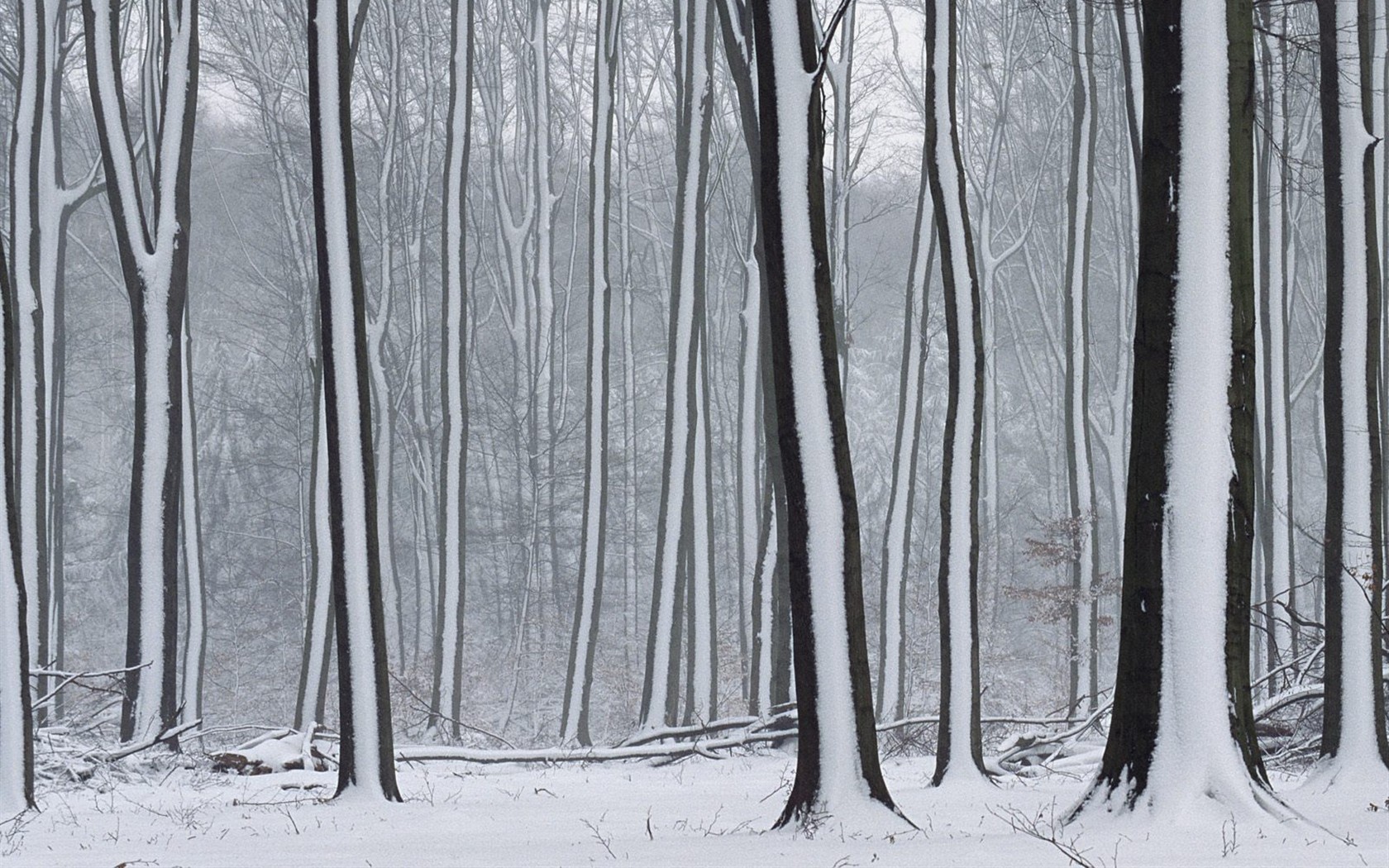 Sníh lesa tapetu (3) #13 - 1680x1050