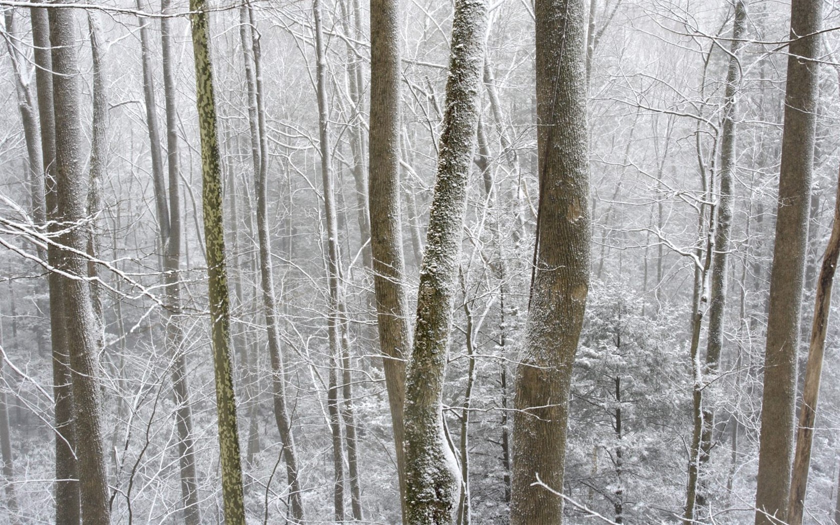 Sníh lesa tapetu (3) #14 - 1680x1050