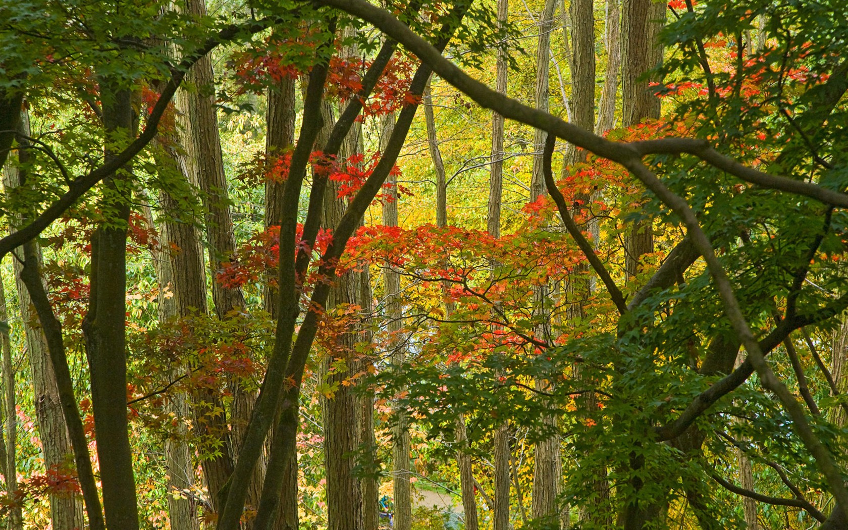 Natural Scenery Highlights (3) #14 - 1680x1050