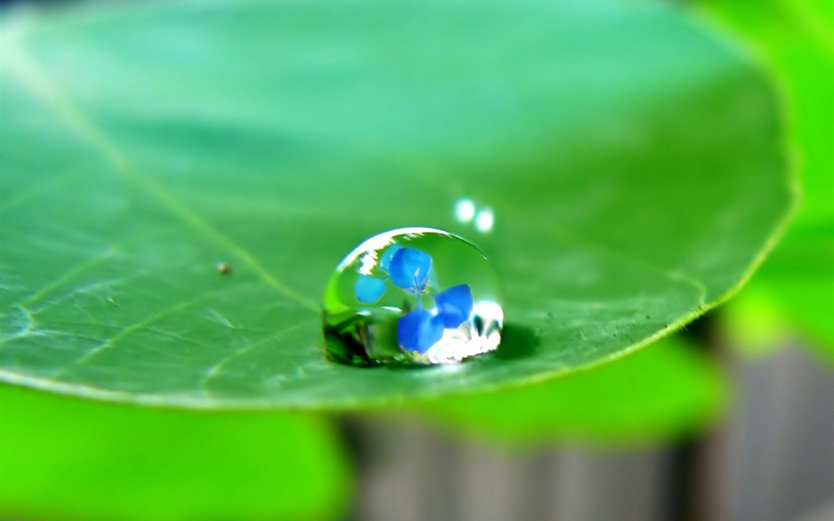 Vista 植物壁紙(四) #20 - 1680x1050