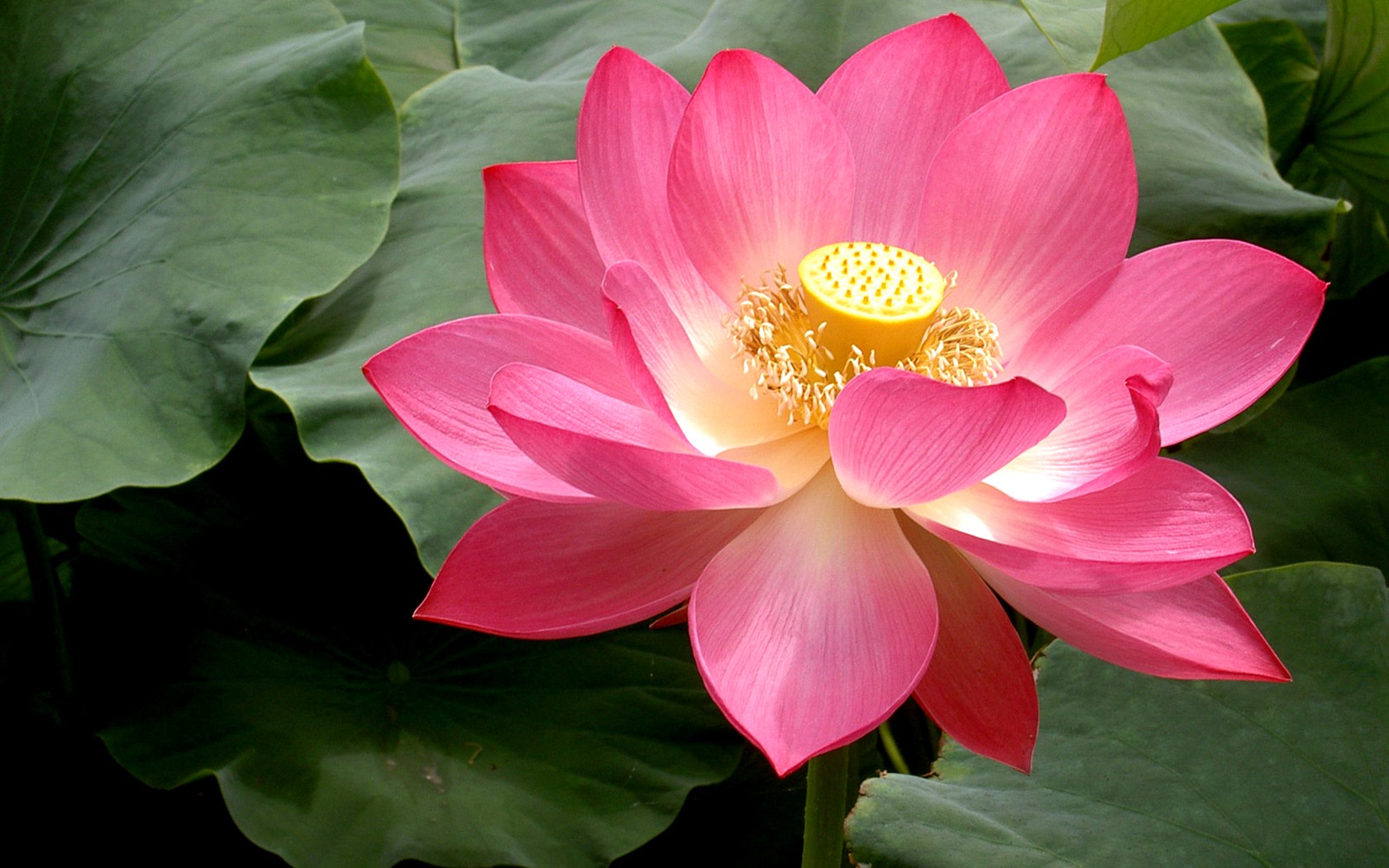 Krásné Lotus wallpaper #25 - 1680x1050