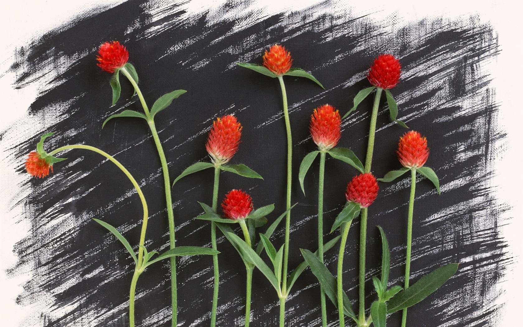 桌面鮮花壁紙精選(一) #17 - 1680x1050