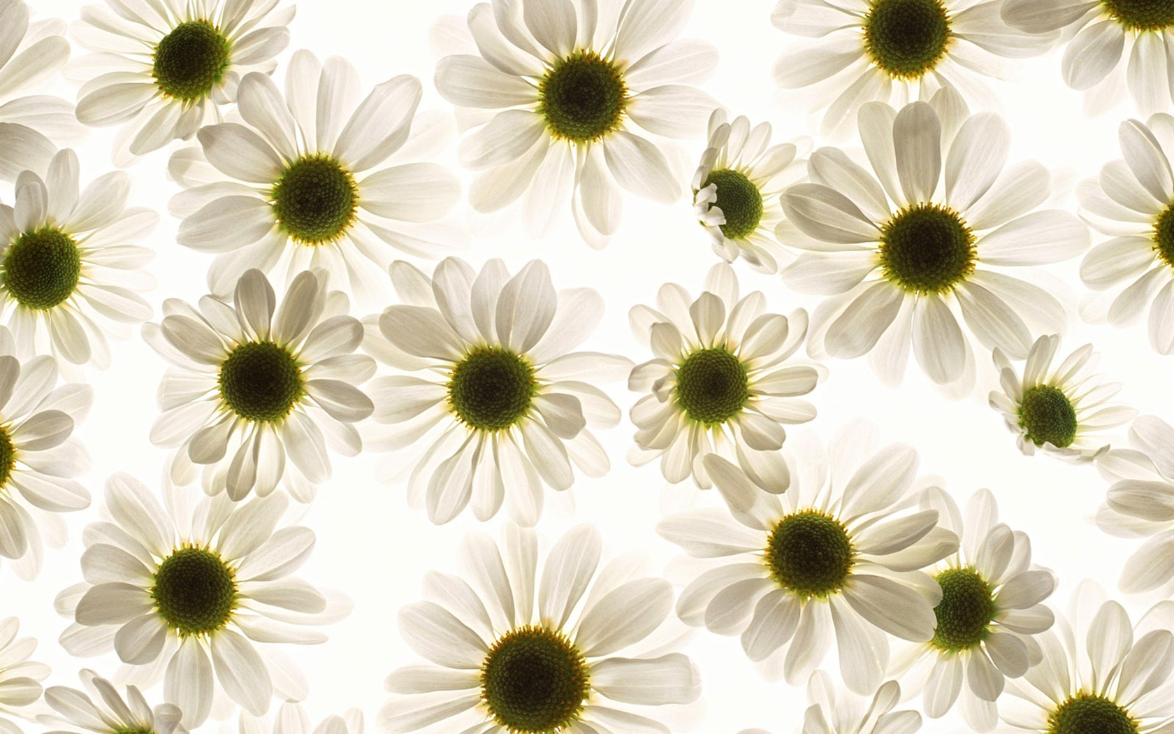 Flower Hintergrundbilder Selection (1) #40 - 1680x1050