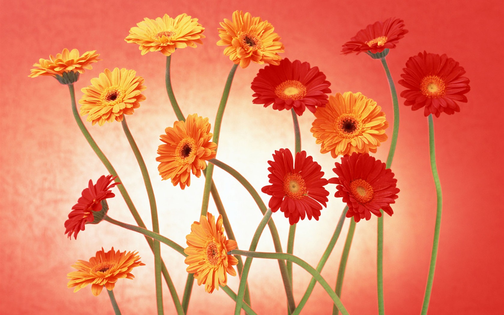 桌面鮮花壁紙精選(二) #34 - 1680x1050