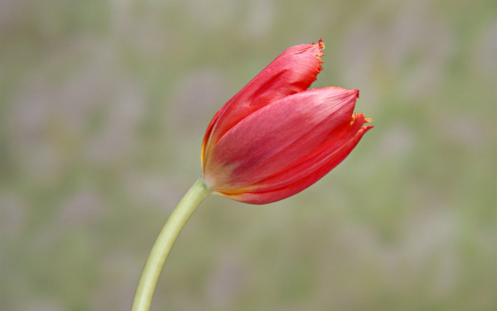 桌面鮮花壁紙精選(二) #38 - 1680x1050