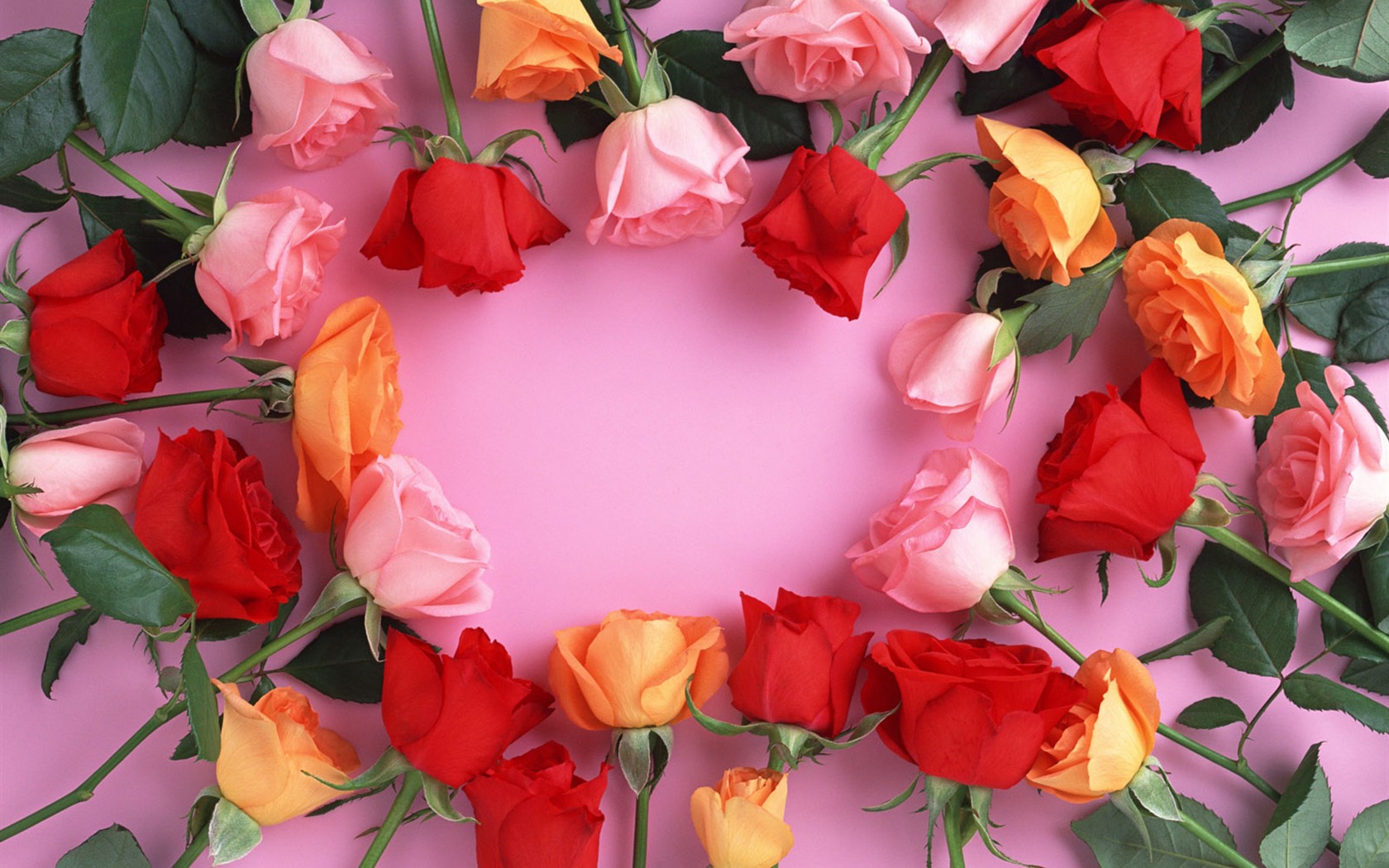 桌面鮮花壁紙精選(二) #40 - 1680x1050