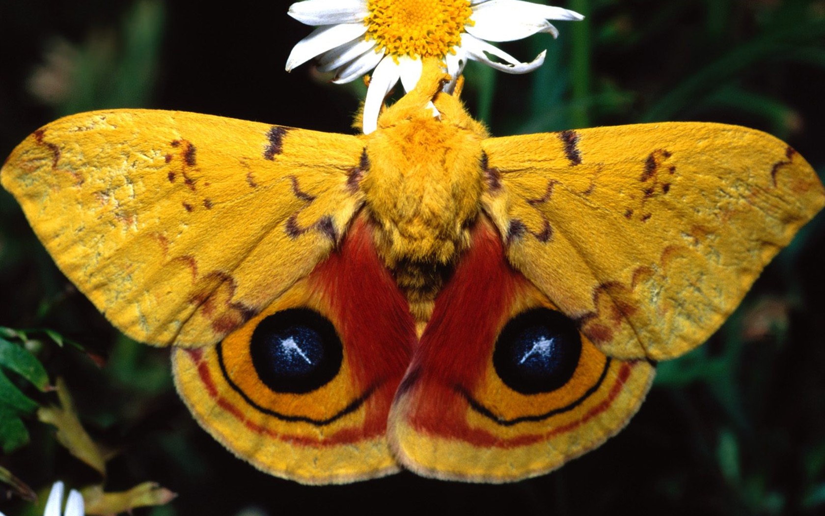 나비 사진 배경 (2) #7 - 1680x1050