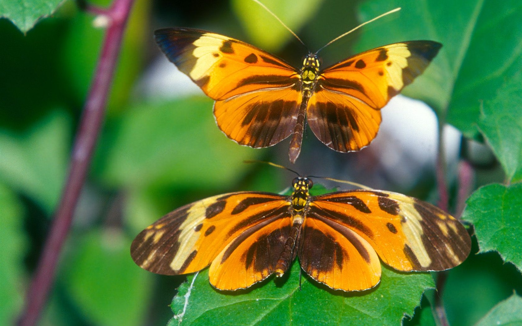 Butterfly Foto tapety (2) #12 - 1680x1050
