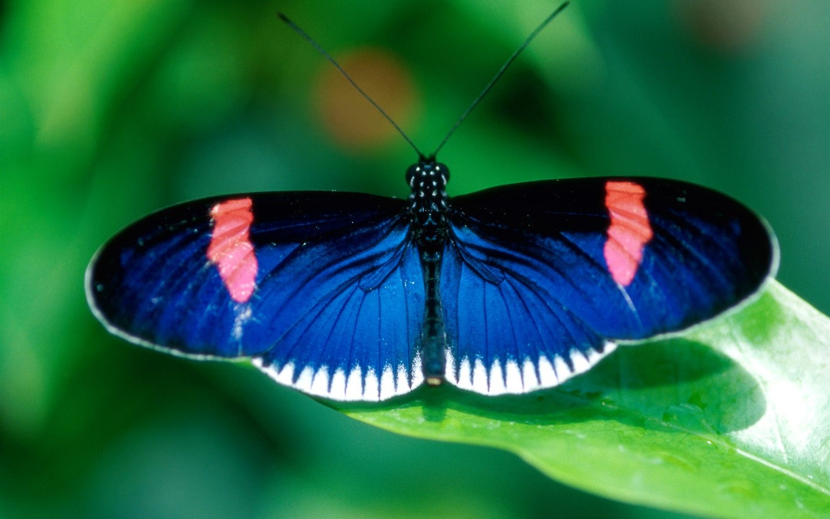 Butterfly Foto tapety (2) #13 - 1680x1050