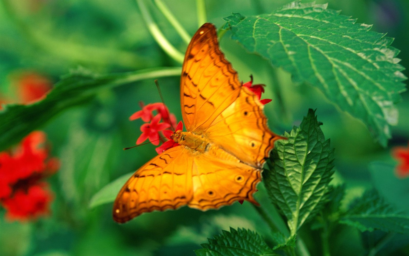 Fondo de pantalla de fotos de Mariposas (2) #19 - 1680x1050