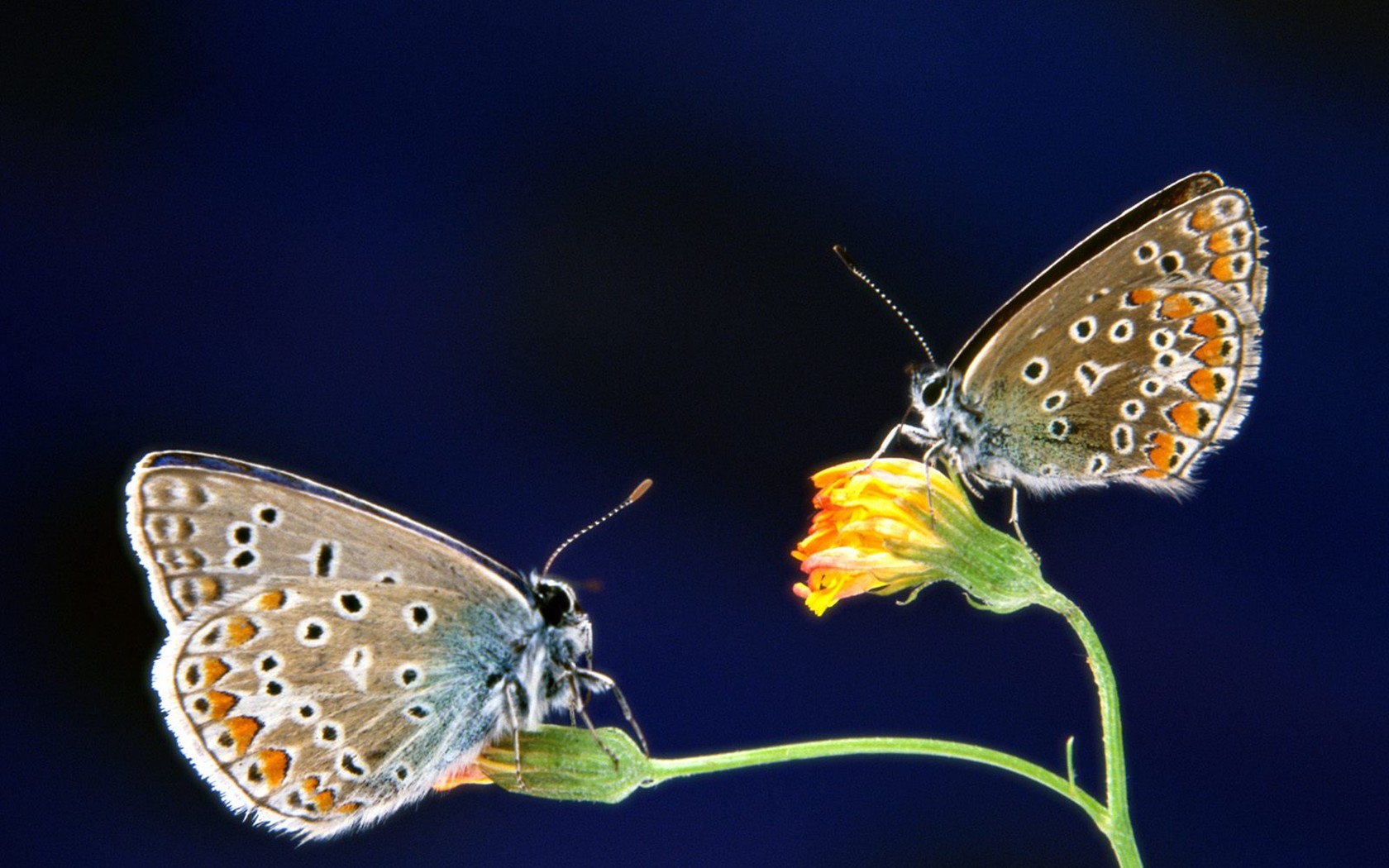 Butterfly Photo Wallpaper (1) #20 - 1680x1050