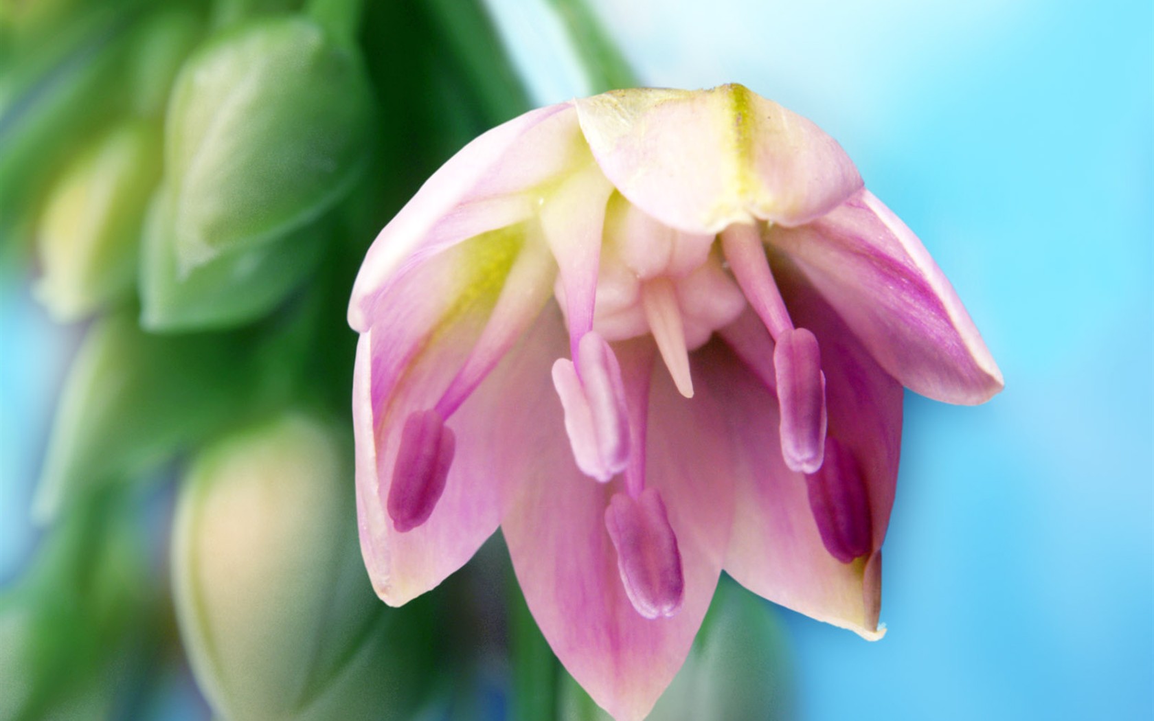 Flowers close-up (1) #8 - 1680x1050
