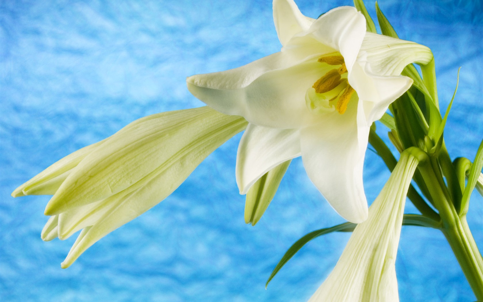 Fleurs en gros plan (2) #5 - 1680x1050