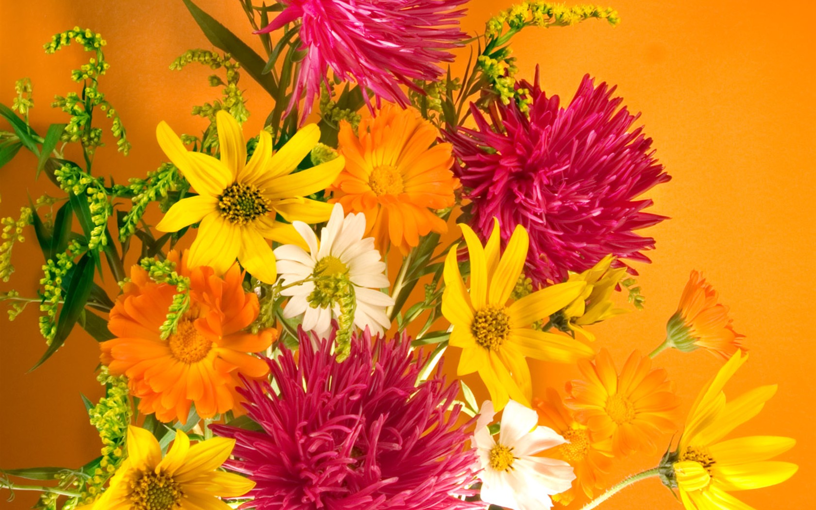 Květiny close-up (2) #18 - 1680x1050