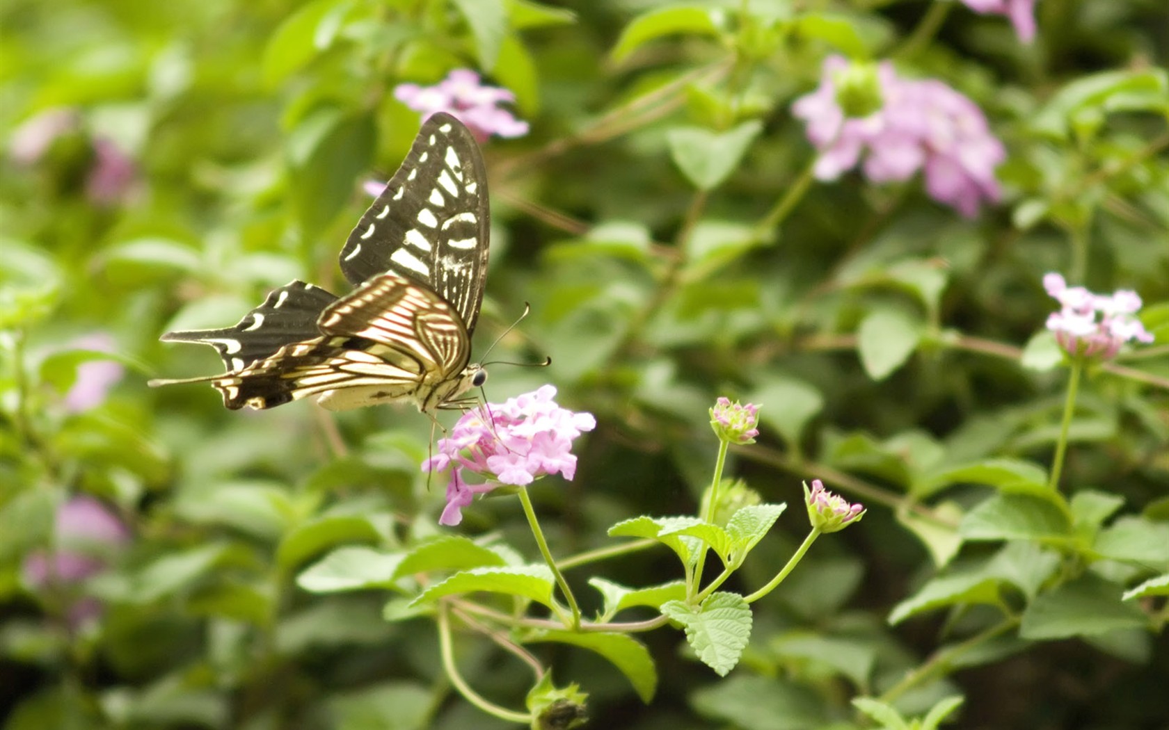Butterfly Foto tapety (3) #2 - 1680x1050