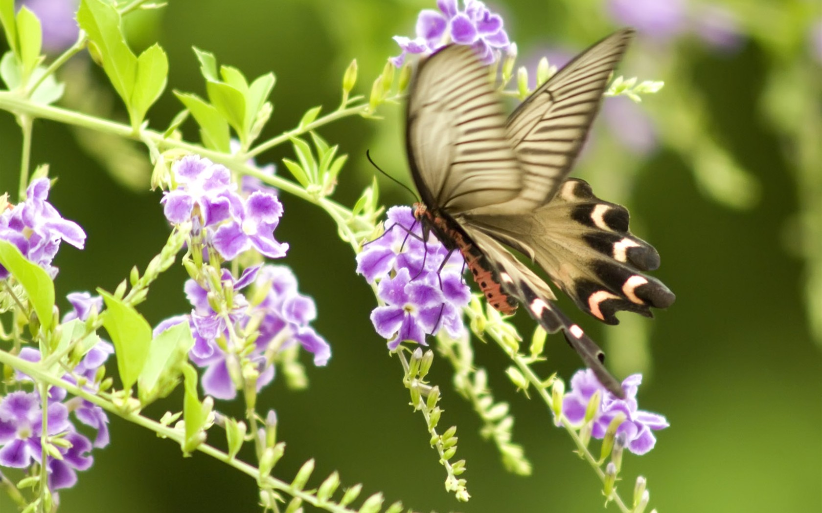 Butterfly Foto tapety (3) #3 - 1680x1050