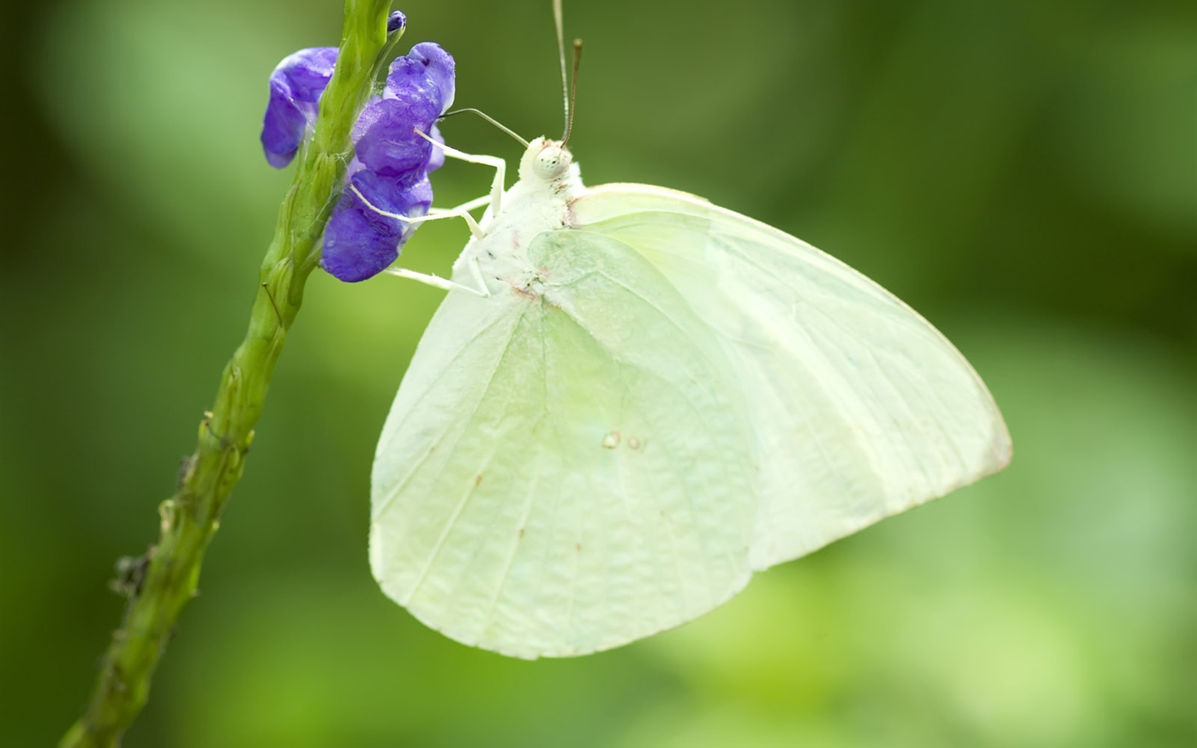 Butterfly Photo Wallpaper (3) #4 - 1680x1050