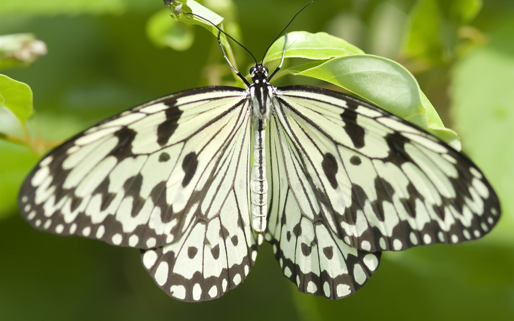 Butterfly Foto tapety (3) #6 - 1680x1050