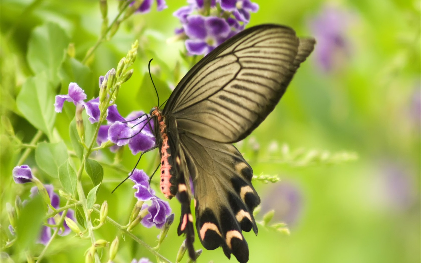 Fondo de pantalla de fotos de mariposas (3) #11 - 1680x1050