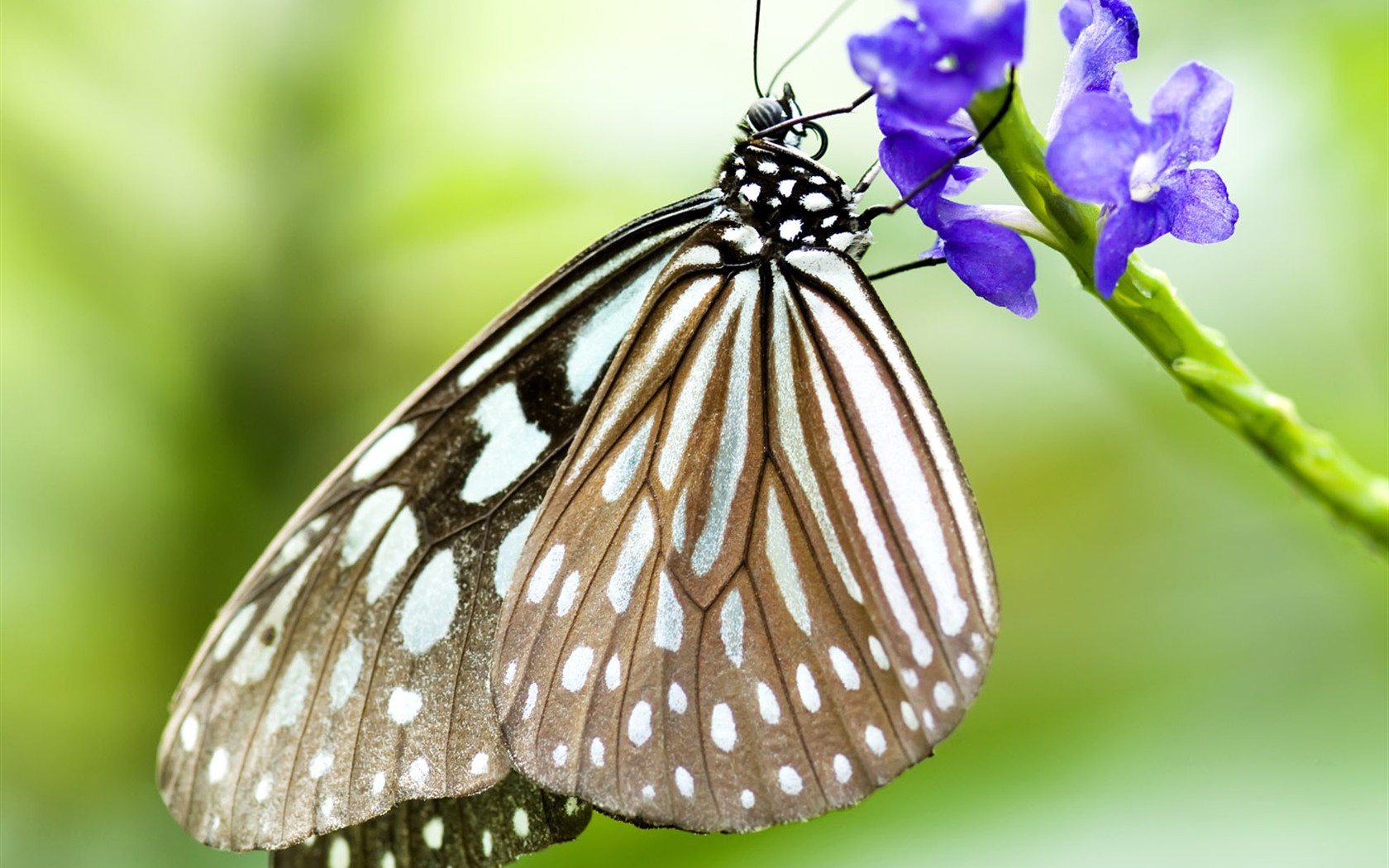 Butterfly Foto tapety (3) #13 - 1680x1050