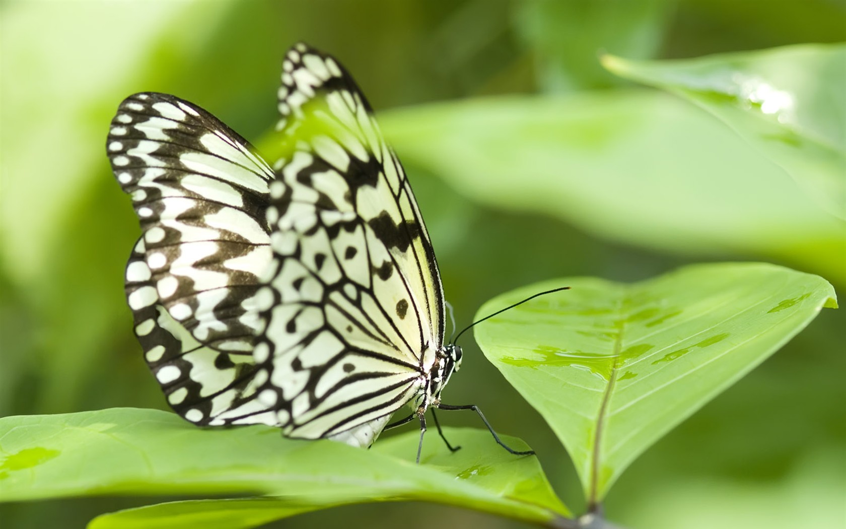 Fondo de pantalla de fotos de mariposas (3) #15 - 1680x1050