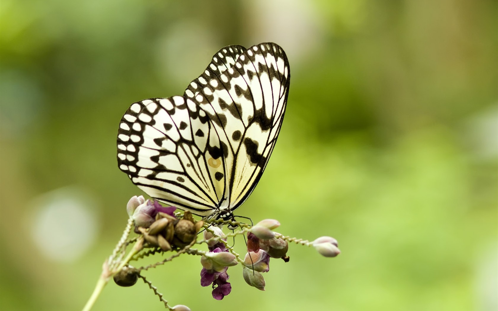 Butterfly Foto tapety (3) #16 - 1680x1050