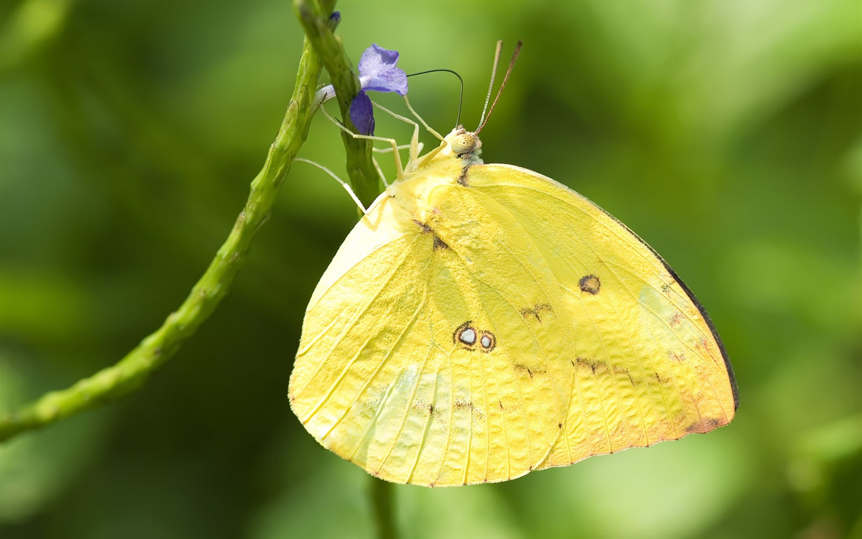 Butterfly Foto tapety (3) #22 - 1680x1050