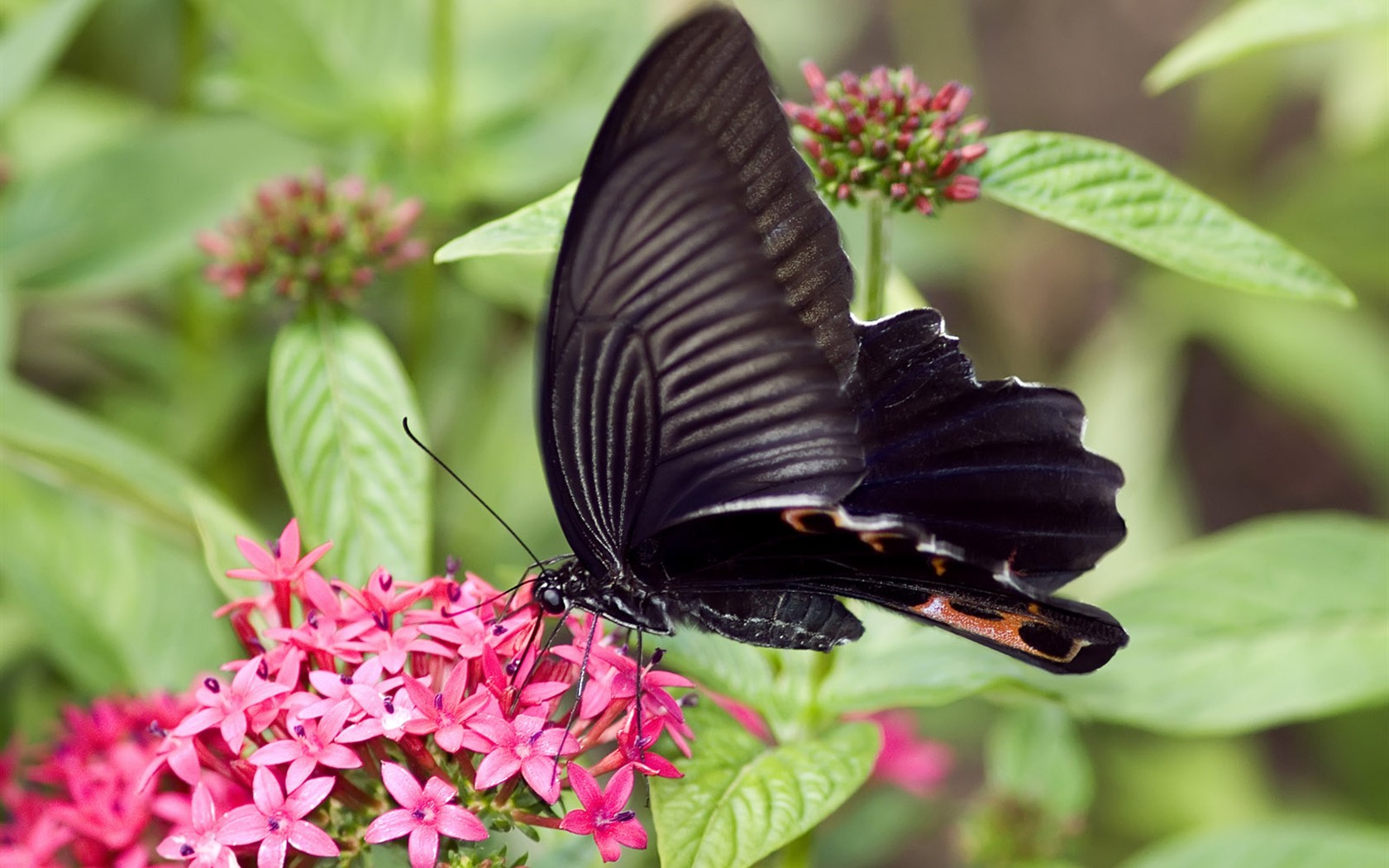 Butterfly Photo Wallpaper (3) #25 - 1680x1050