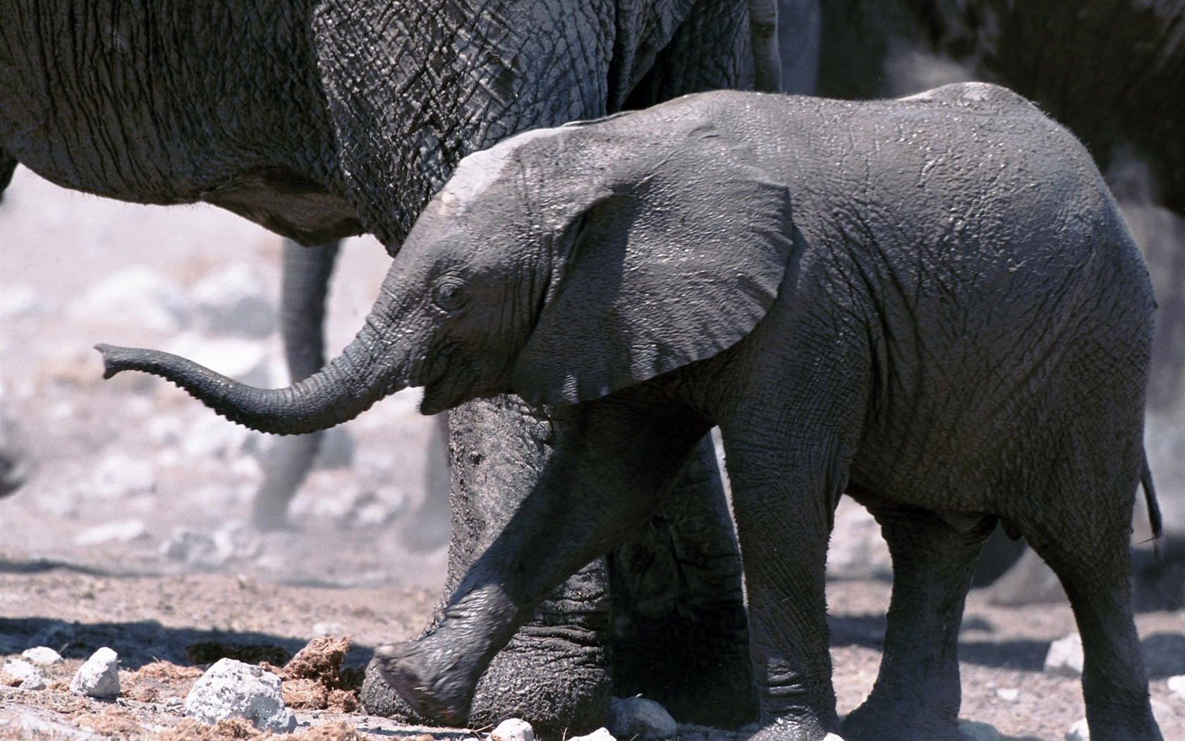 Animal Wallpaper Collection (3) #16 - 1680x1050