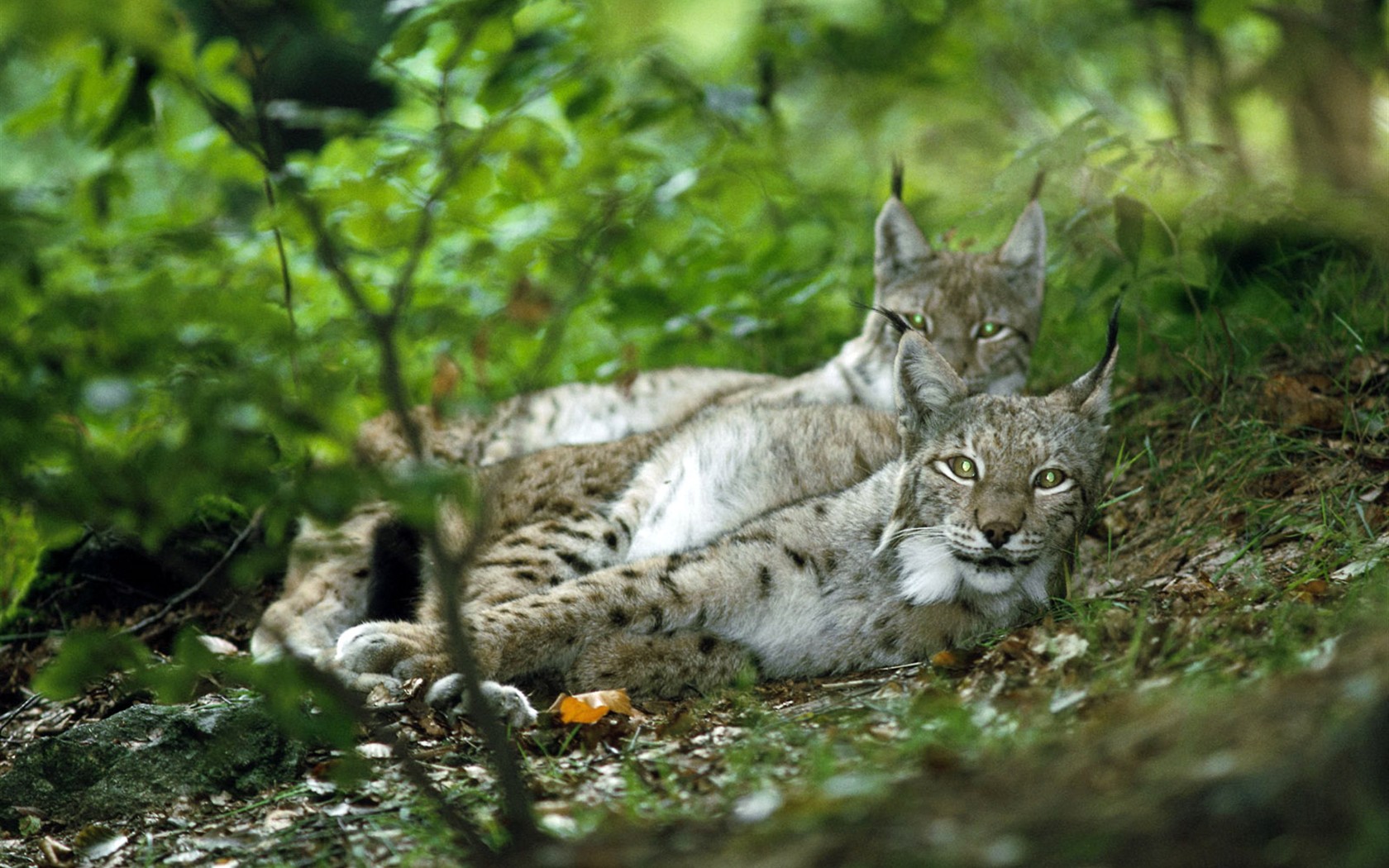 Animal Wallpaper Collection (3) #24 - 1680x1050