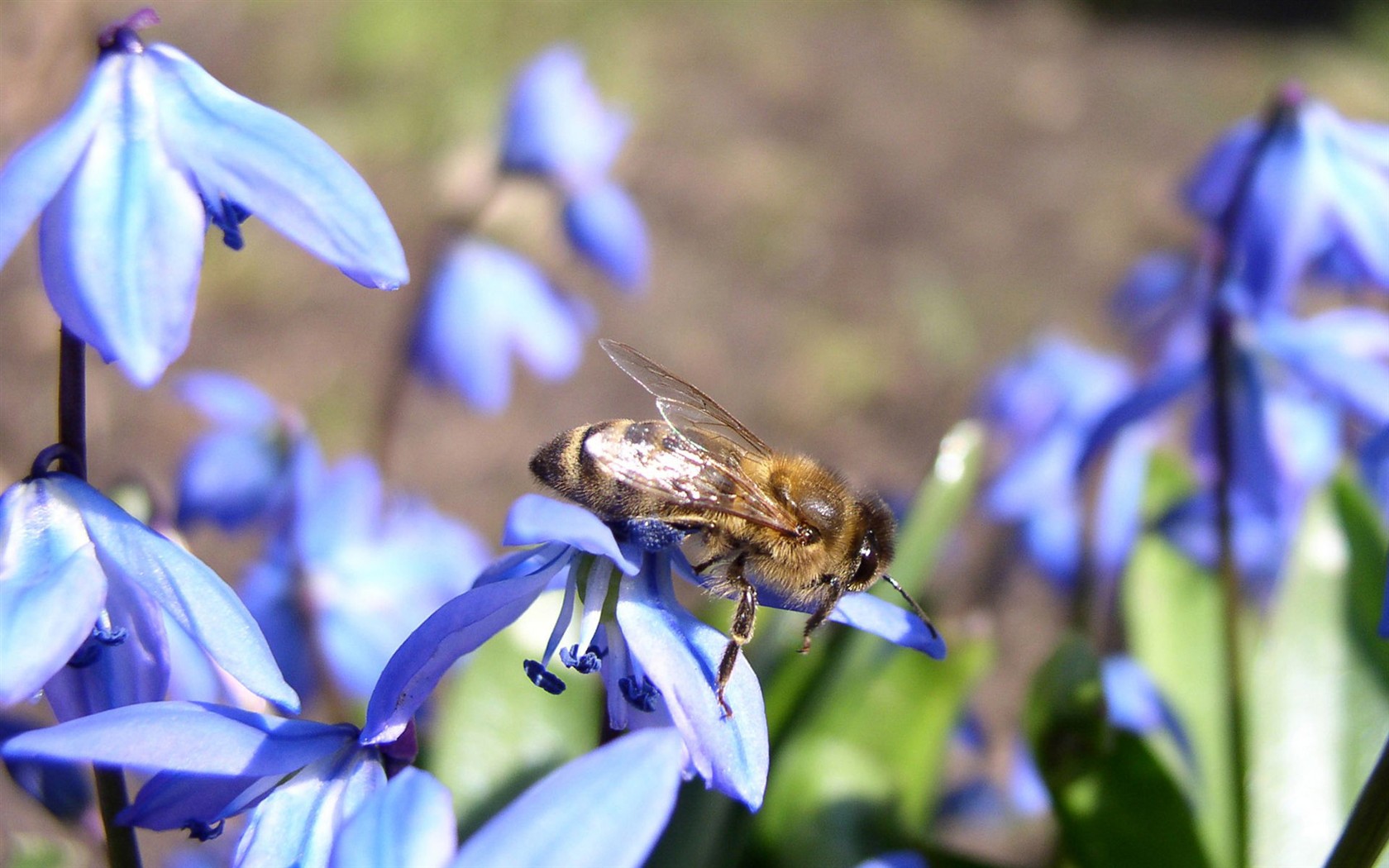Láska Bee květin tapety (1) #4 - 1680x1050