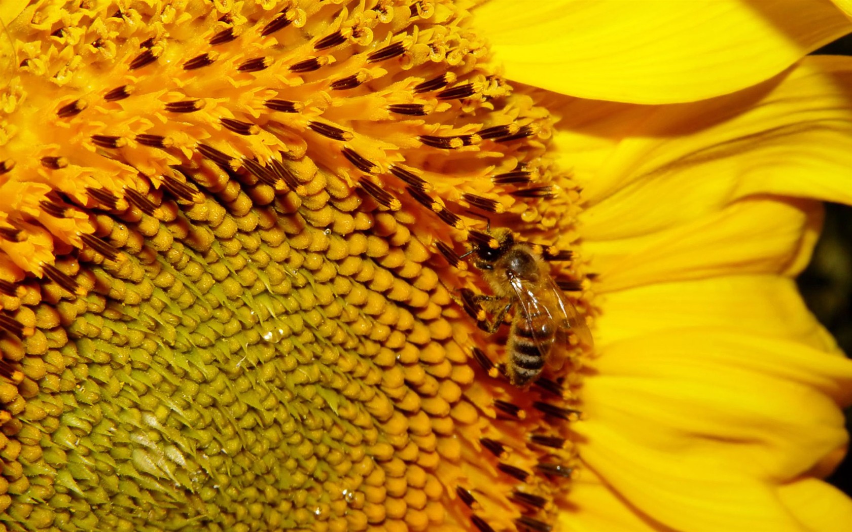 Láska Bee květin tapety (1) #10 - 1680x1050