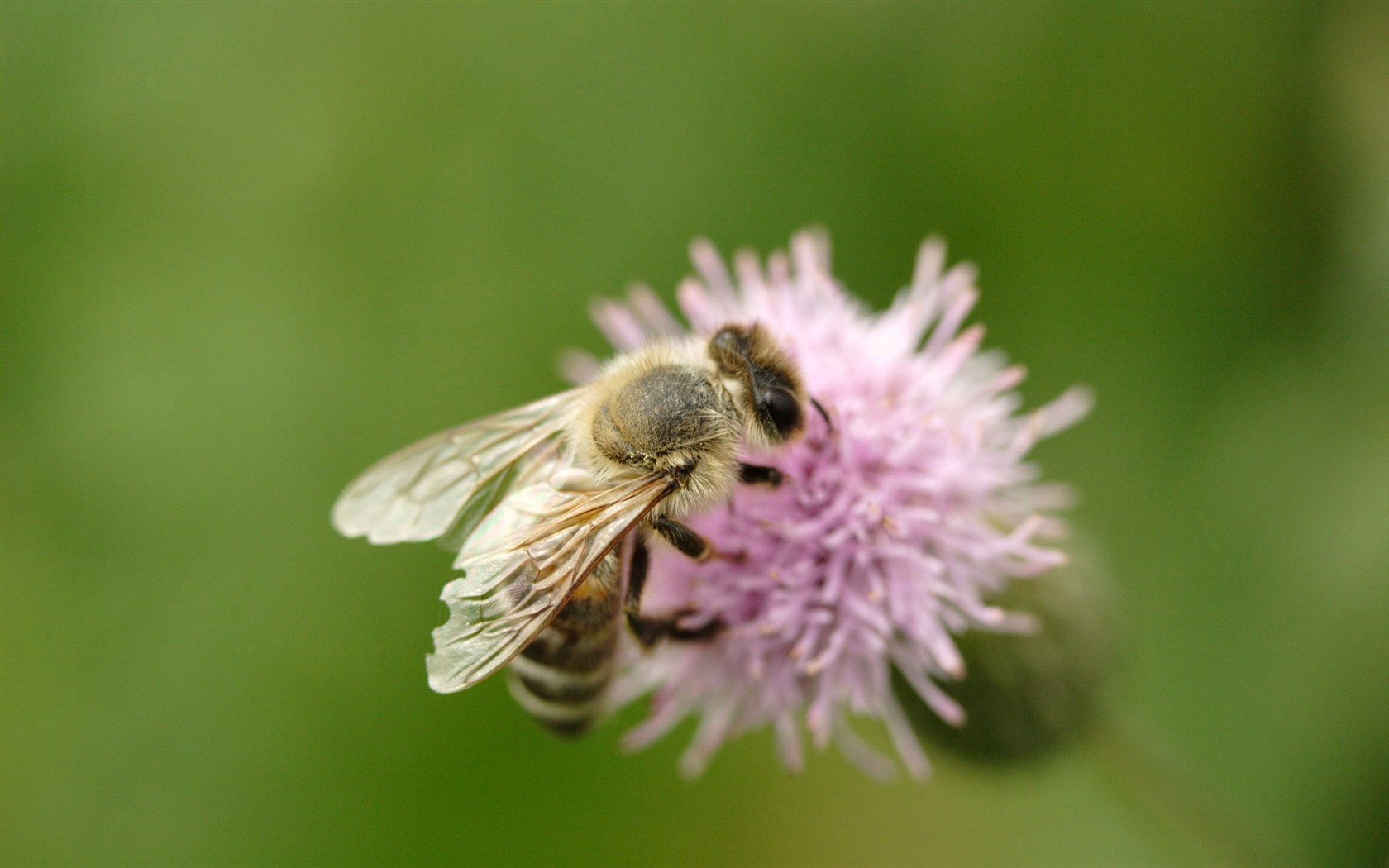 Love Bee Flower wallpaper (1) #17 - 1680x1050